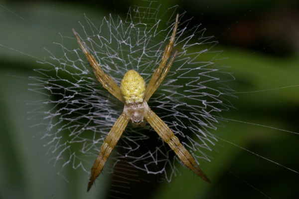 St. Andrews Cross Spider | Argiope keyserlingi photo