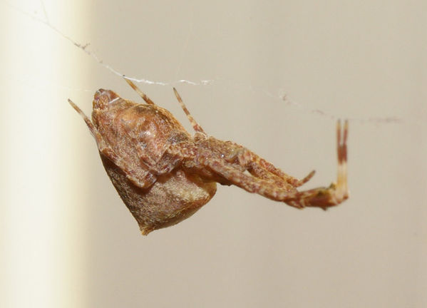 no common name | Uloborus barbipes photo