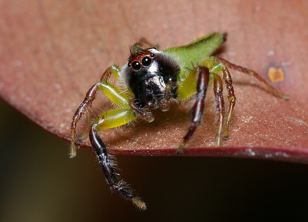 Green jumping spider | Mopsus mormon photo