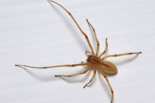 Sac Spider | Cheiracanthium gilvum photo