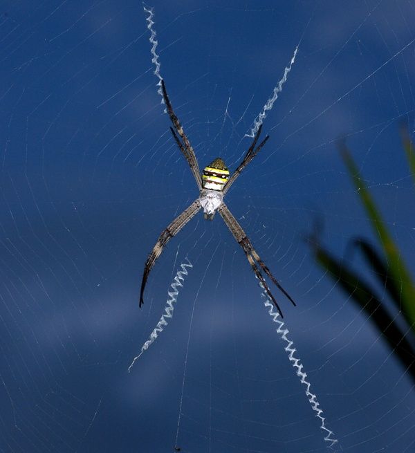 St. Andrews Cross Spider | Argiope keyserlingi photo