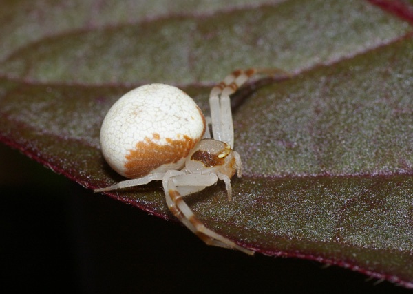 Flower Spider | Zygometis lactea photo