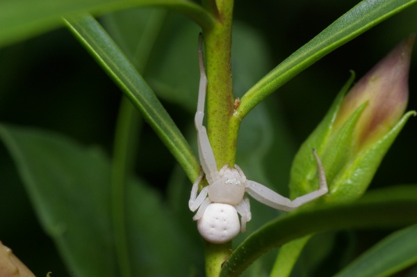 White Flower Spider | Diaea sp2 photo