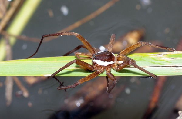 Water Spider | Dolomedes sp photo