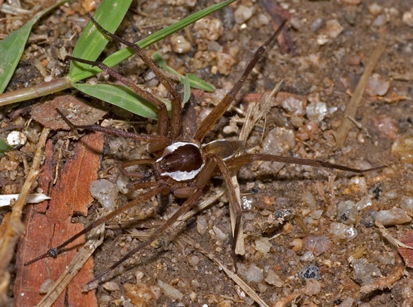 Water Spider | Dolomedes sp photo