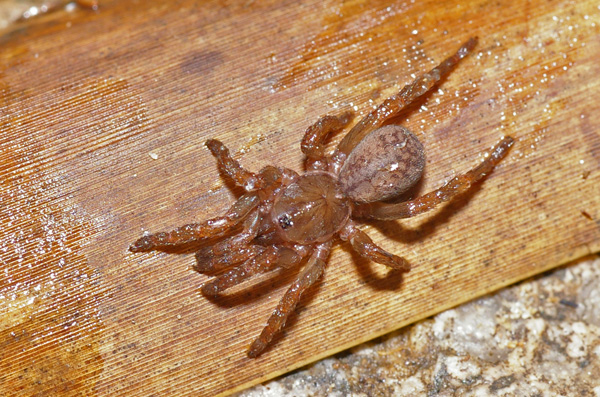 Brush-footed Trapdoor Spider | Seqocrypta sp photo