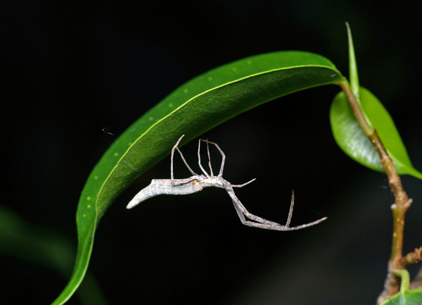 stick spider | Miagrammopes sp photo