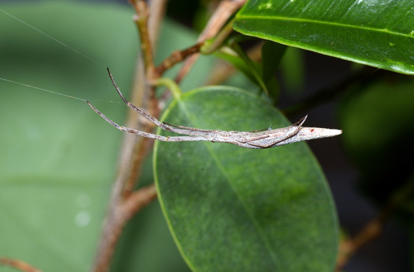 stick spider | Miagrammopes sp photo