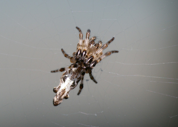 Three-lobed Spider | Cyclosa trilobita photo