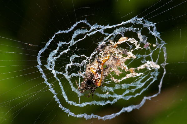 Three-lobed Spider | Cyclosa sp photo
