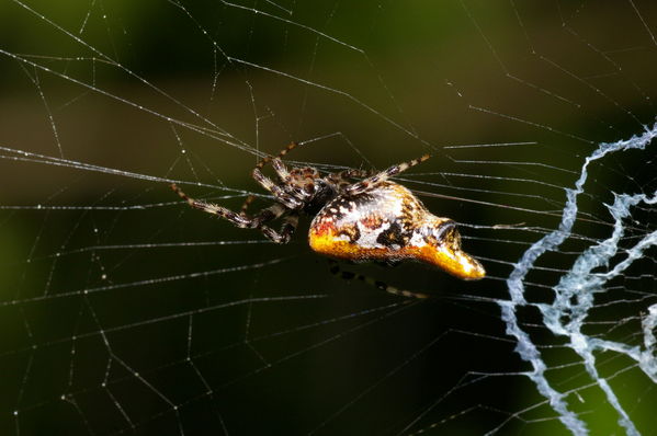 Three-lobed Spider | Cyclosa sp photo