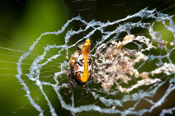Three-lobed Spider | Cyclosa sp photo