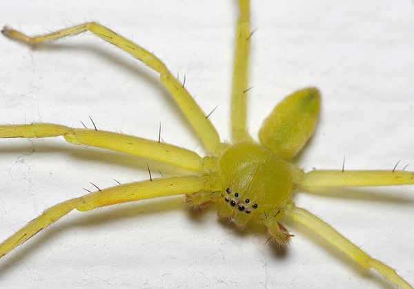 Green huntsman | near-Neosparassus undescribed photo