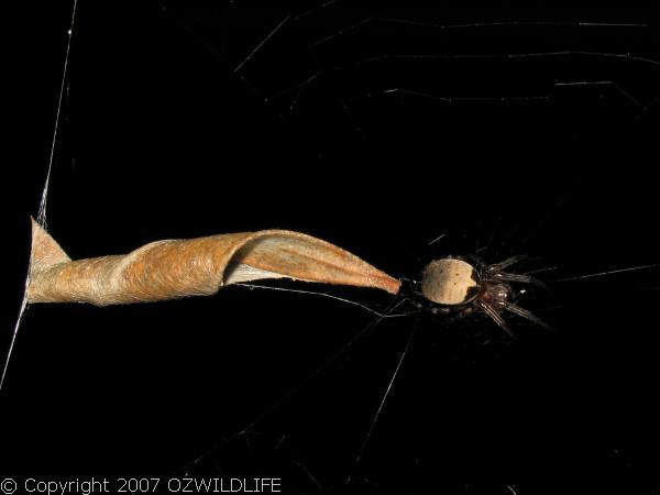 Leaf-curling Spider | Phonognatha sp photo