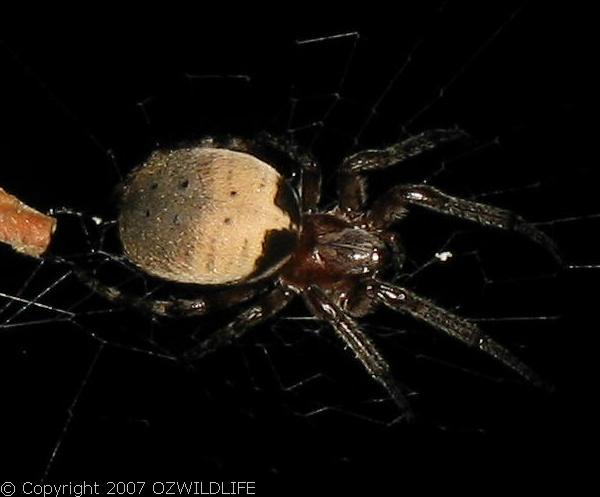 Leaf-curling Spider | Phonognatha sp photo