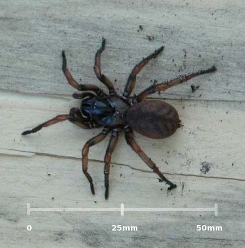 Melbourne Trapdoor Spider | Stanwellia grisea photo