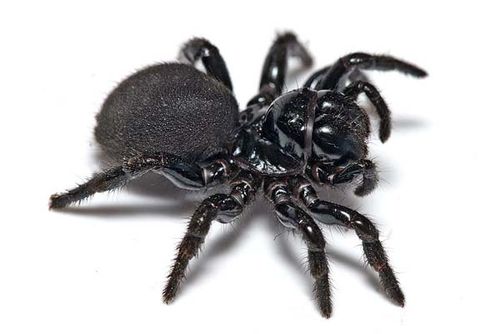 Mouse Spider | Missulena bradleyi photo