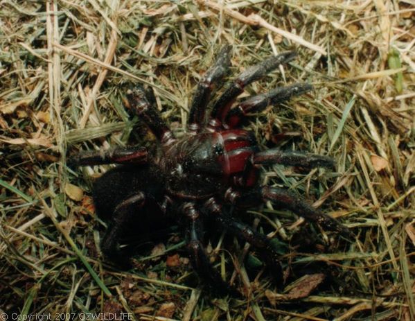 Golden Trapdoor Spider | Arbanitis sp photo