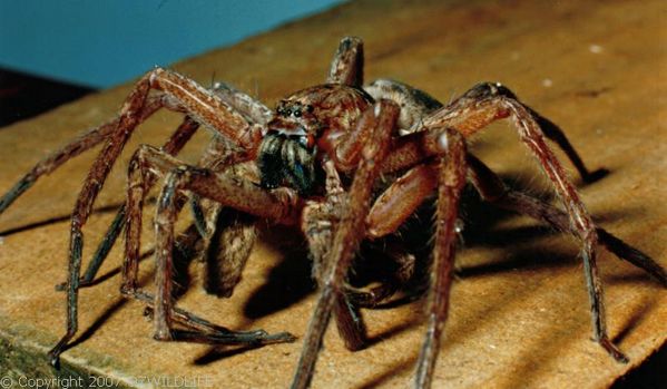 Brown Huntsman Spider | Heteropoda jugulans photo