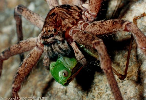 Brown Huntsman Spider | Heteropoda jugulans photo