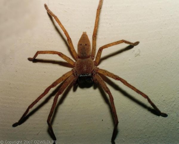 Huntsman Spider | Neosparassus sp photo