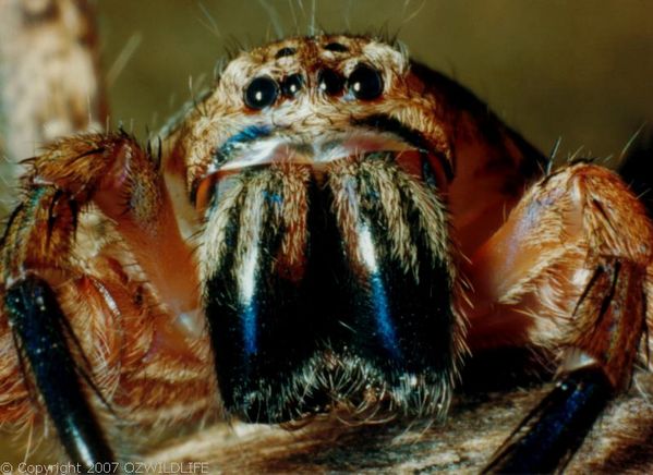 Brown Huntsman Spider | Heteropoda jugulans photo