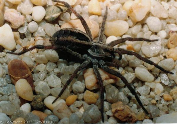 Wolf Spider | Lycosa sp photo