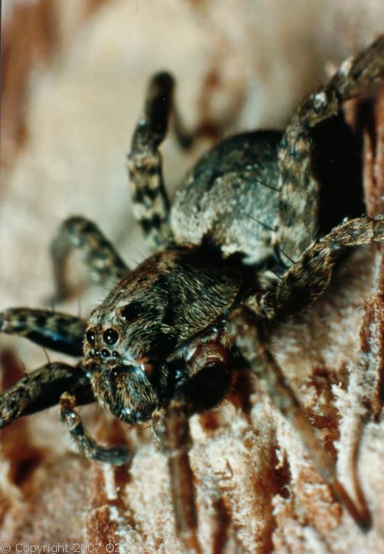 Wolf Spider | Lycosa sp photo