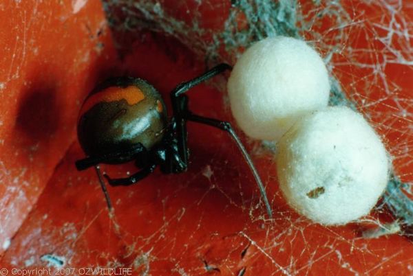 Redback Spider | Latrodectus hasselti photo