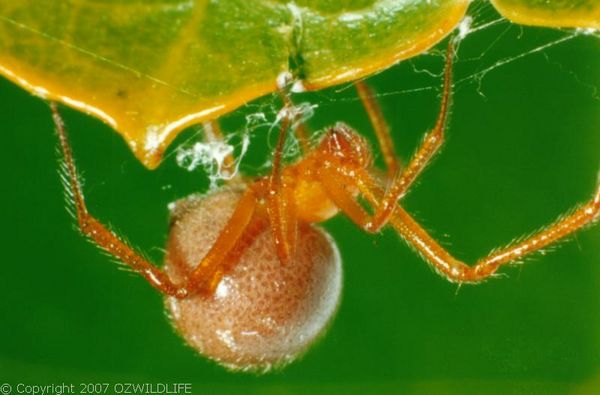 Red House Spider | Nesticodes rufipes photo