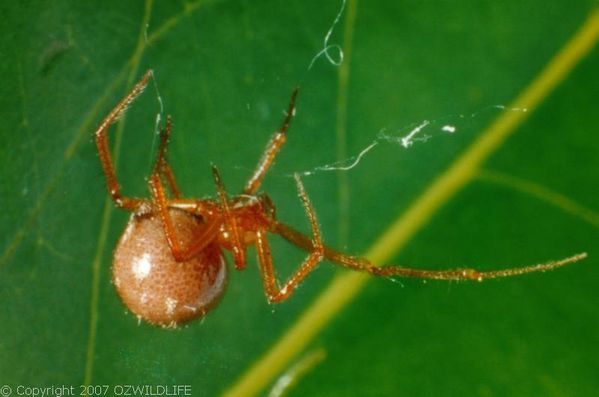 Red House Spider | Nesticodes rufipes photo