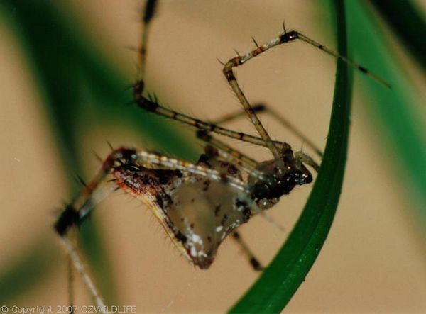 Comb-footed Spider | Chrysso sp photo