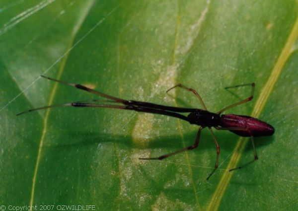 Theridion spider - unknown species | Argyrodes sp photo