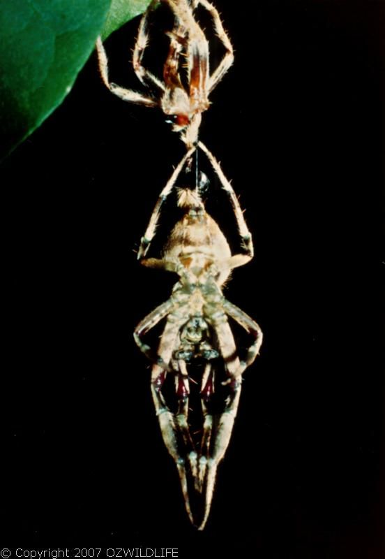 Garden Orb Weaver Spider | Eriophora transmarina photo