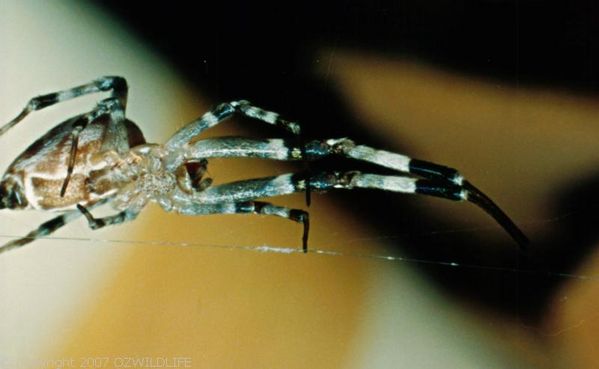 Grey House Spider | Zosis geniculatus photo