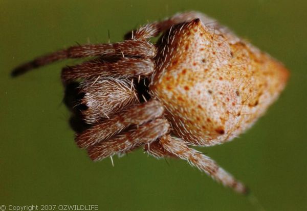 Garden Orb Weaver Spider | Eriophora sp photo