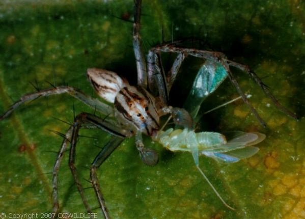 Lynx Spider | Oxyopes sp photo