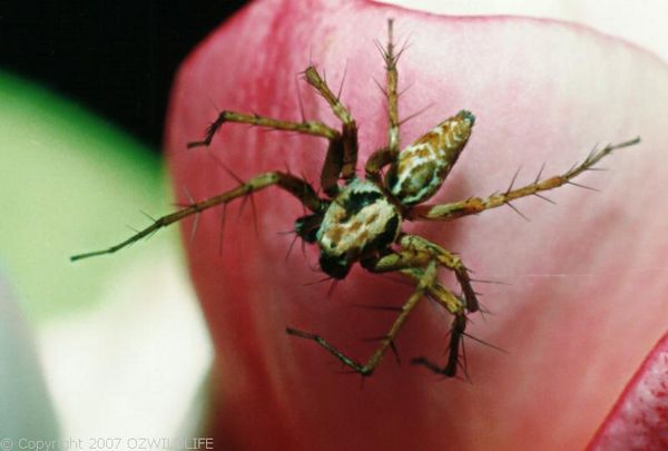 Lynx Spider | Oxyopes sp photo