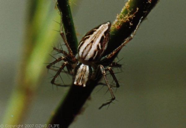 Lynx Spider | Oxyopes sp photo