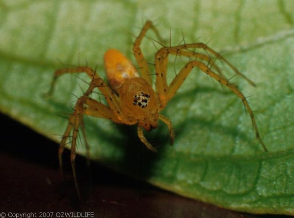 Lynx Spider | Oxyopes sp photo