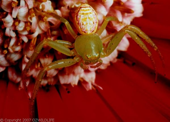 Flower Spider | Diaea sp photo