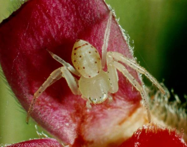 Flower Spider | Diaea sp photo