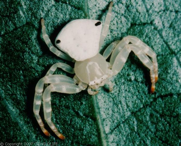 White Crab Spider | Thomisus spectabilis photo