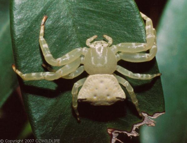 White Crab Spider | Thomisus spectabilis photo