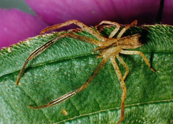 Crab Spider | Sidymella sp photo