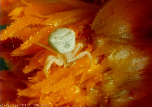 White Crab Spider | Thomisus spectabilis photo