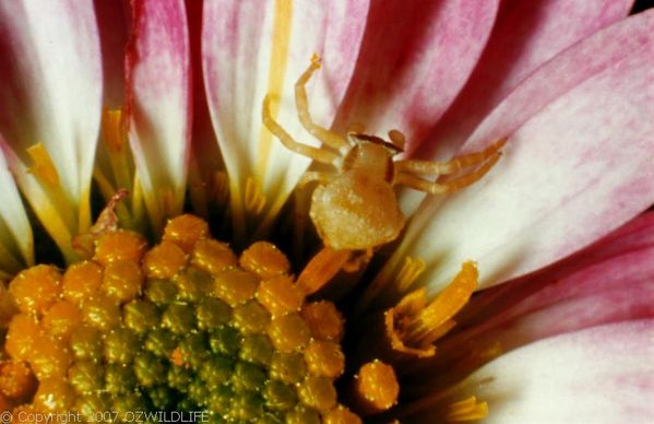 White Crab Spider | Thomisus spectabilis photo