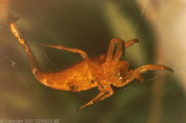 Scorpion Tailed Spider | Arachnura higginsi photo