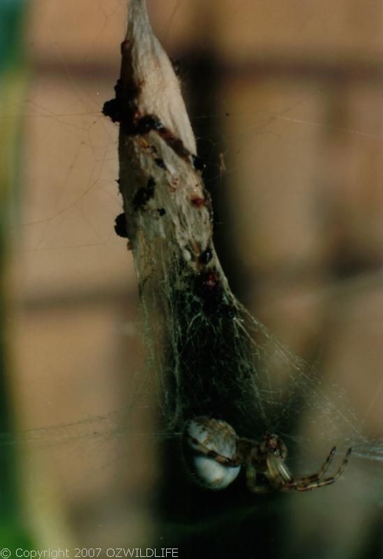 Tent Web Spider | Cyrtophora hirta photo