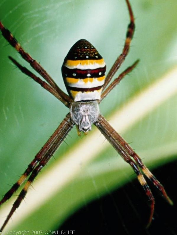 St. Andrews Cross Spider | Argiope keyserlingi photo